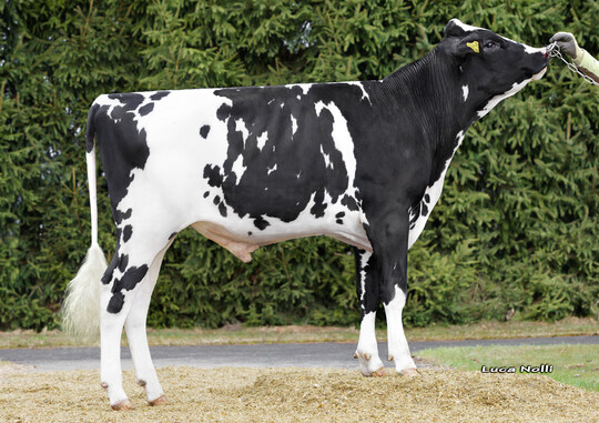 Der schwarzbunte Holsteinbulle bringt 100 Prozent hornlose K�lber.