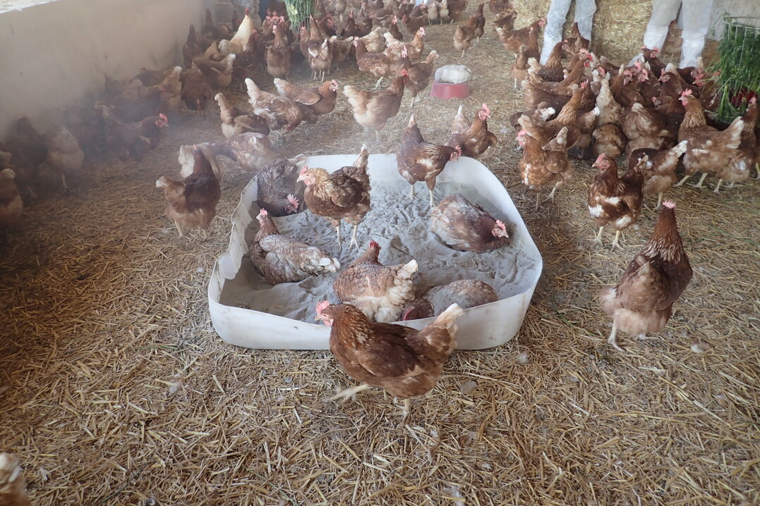 Mindesten so gro� sollte ein Staubbad sein.