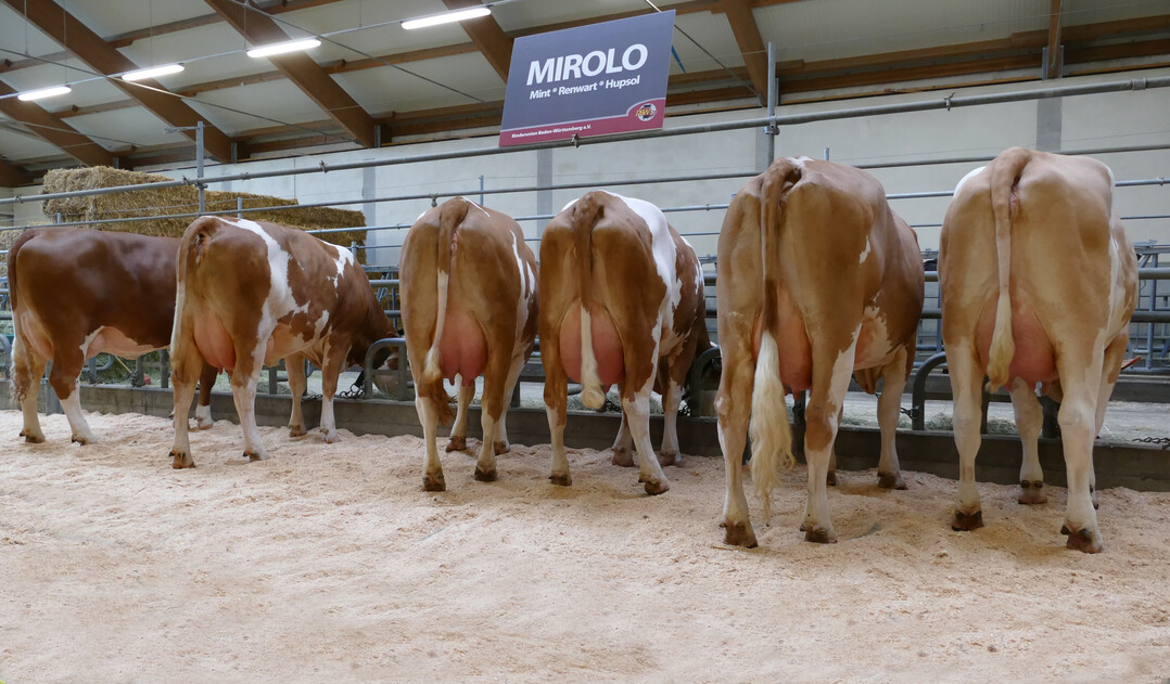 Der Bulle Mirolo zeigte bereits eine �berzeugende Nachzuchtgruppe, die die Qualit�ten des Bullen unterstrichen