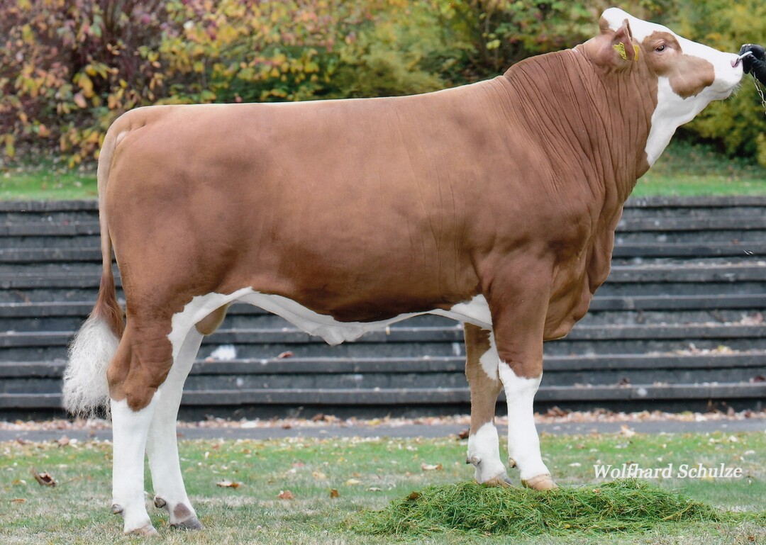 Mirror ist ein fr�her Mirolo-Sohn, der aus der Zucht der Ott GbR in Weikersheim stammt.