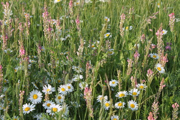 Salbei-Glatthafer-Mischung (ausgewogen, autochthon).