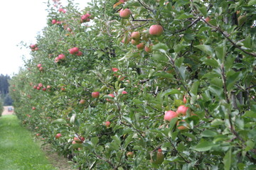 Der Frost im April blieb auch in Deutschlands gr��tem Apfelanbaugebiet, dem Alten Land, nicht ohne Folgen. Auch dort wird die Ernte deutlich geringer ausfallen als im Vorjahr. 