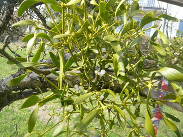 Misteln breiten sich immer st�rker aus. Die Schmarotzerpflanzer sch�digt vornehmlich Apfelhochst�mme durch den Entzug von Wasser und Mineralstoffen.