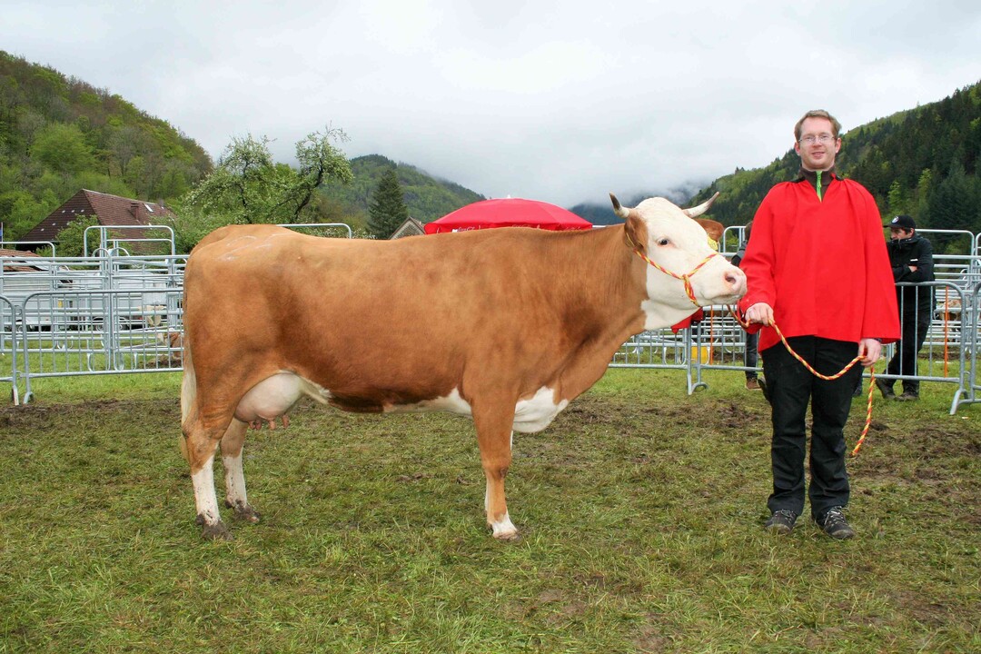 Mittelalter Res: Den Reservesieg landete die harmonische Labefit I Tochter Elfriede von Fridolin Wiesler aus dem Münstertal.