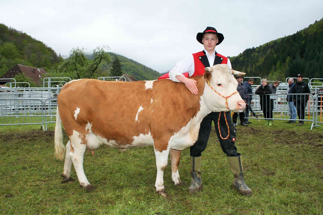 Mittelalter Si: Zur Siegerkuh mittel wurde die Agalatochter Lorena von Manfred Kuttler aus dem Kleinen Wiesental- Raich- Hohenegg gewählt. Sie war auch in der Fundamentauswahl.