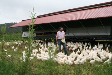 Mobiler H�hnerstall auf dem Bioland-Betrieb �Hofgut Martinsberg� mit Joachim Schneider.