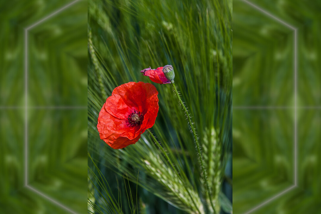 Klatschmohn fällt vor allem durch seine markant rote Blüte auf.