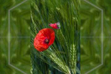 Klatschmohn f�llt vor allem durch seine markant rote Bl�te auf. 