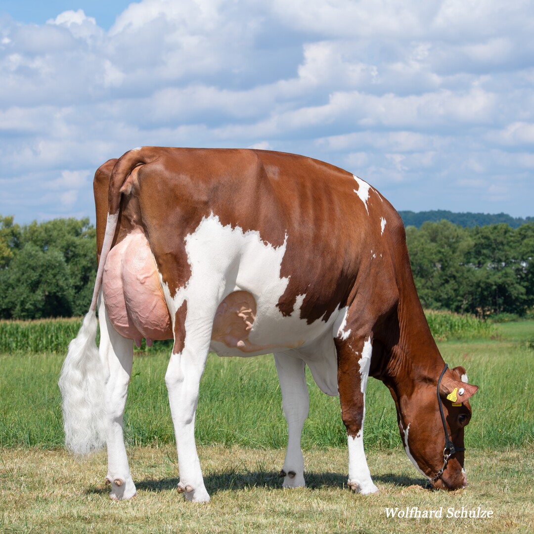 Moncheri ist eine Stanford P-Tochter aus der Zucht der Kümmel GbR in Essingen.