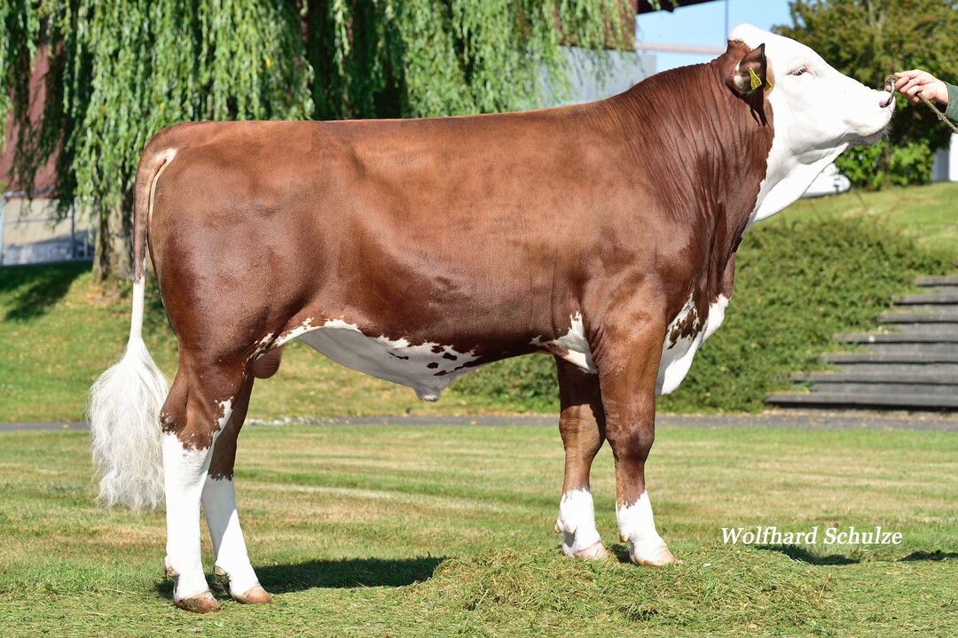 Moralis ist der h�chste verf�gbare Monumental-Sohn und besitzt einen GZW von 138.