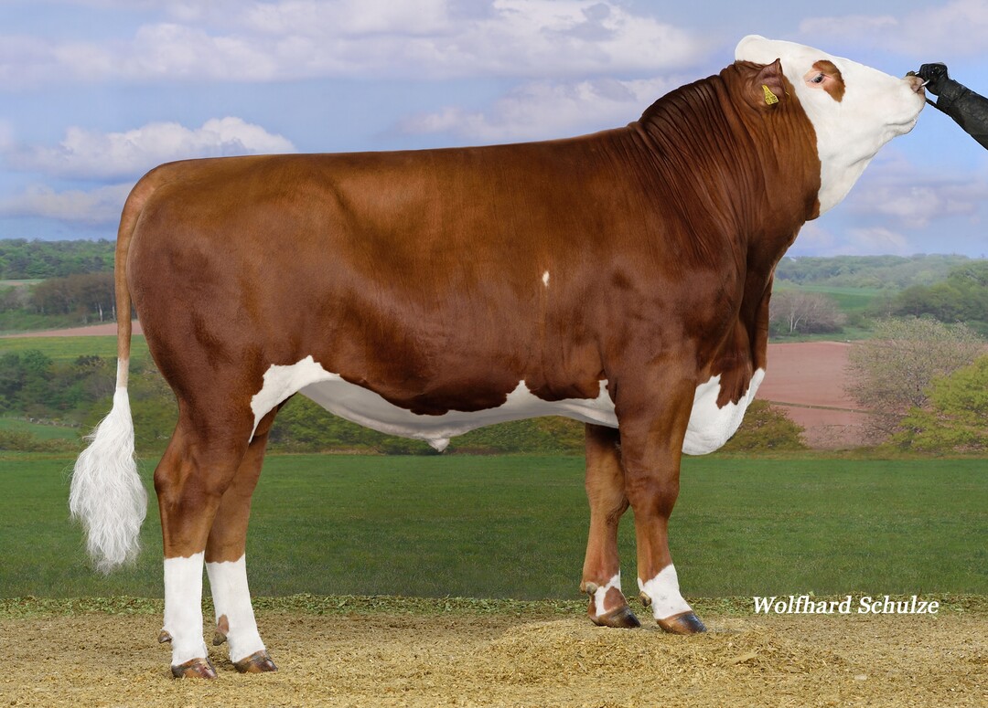   Morus PP ist ein kompletter reinerbig hornloser Bulle, der von der Stier Sch�nenberg GbR in Unterm�nkheim gez�chtet wurde.