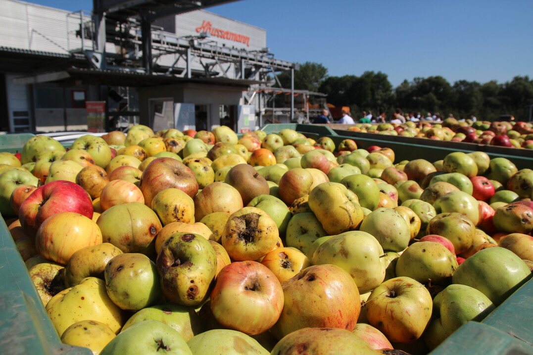 Die diesj�hrige Fruchtsaftsaison wurde bei der Fruchtsaftkelterei H�ussermann in Neckartailfingen im Landkreis Esslingen eingel�utet.