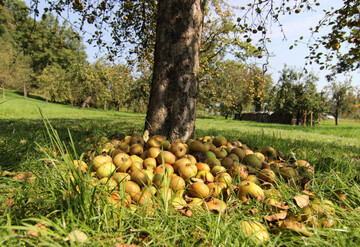 Knappe Ernte erwartet: Um im Herbst genügend Mostobst zu mobilisieren, müssen attraktive Preise gezahlt werden.