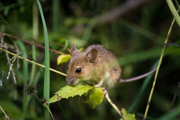 Eine Maus sitzt am Feldrand.