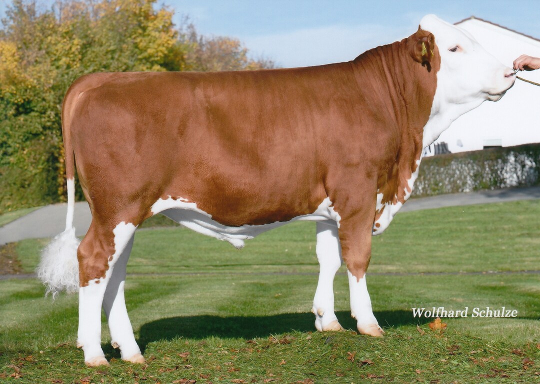 Moviestar Pp ist ein früher hornloser Mystery-Sohn aus der Zucht von Thomas Burger in Biederbach.