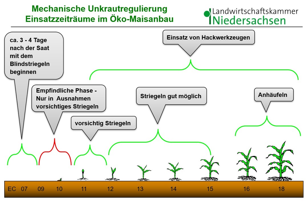Der richtige Einsatzzeitpunkt ist für den Regulierungserfolg bei Unkräutern im Ökomais von erheblicher Bedeutung.