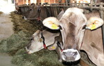 Die Braunviehkühe werden seit Jahren auf A2-Milch gezüchtet. Die Milch gibt es in dunklen Glasflaschen in regionalen Supermärkten zu kaufen.