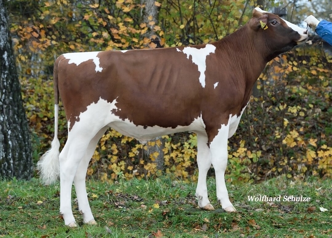 Murray PP ist einer der höchsten rotbunten PP-Bullen.