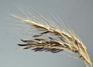 Mutterkorn an Roggen