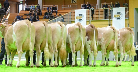 Fundament- und Euter-stark: Eine Nachzuchtgruppe des Fleckviehvererbers Vaudela auf der RBW-Landesschau in Ilshofen.