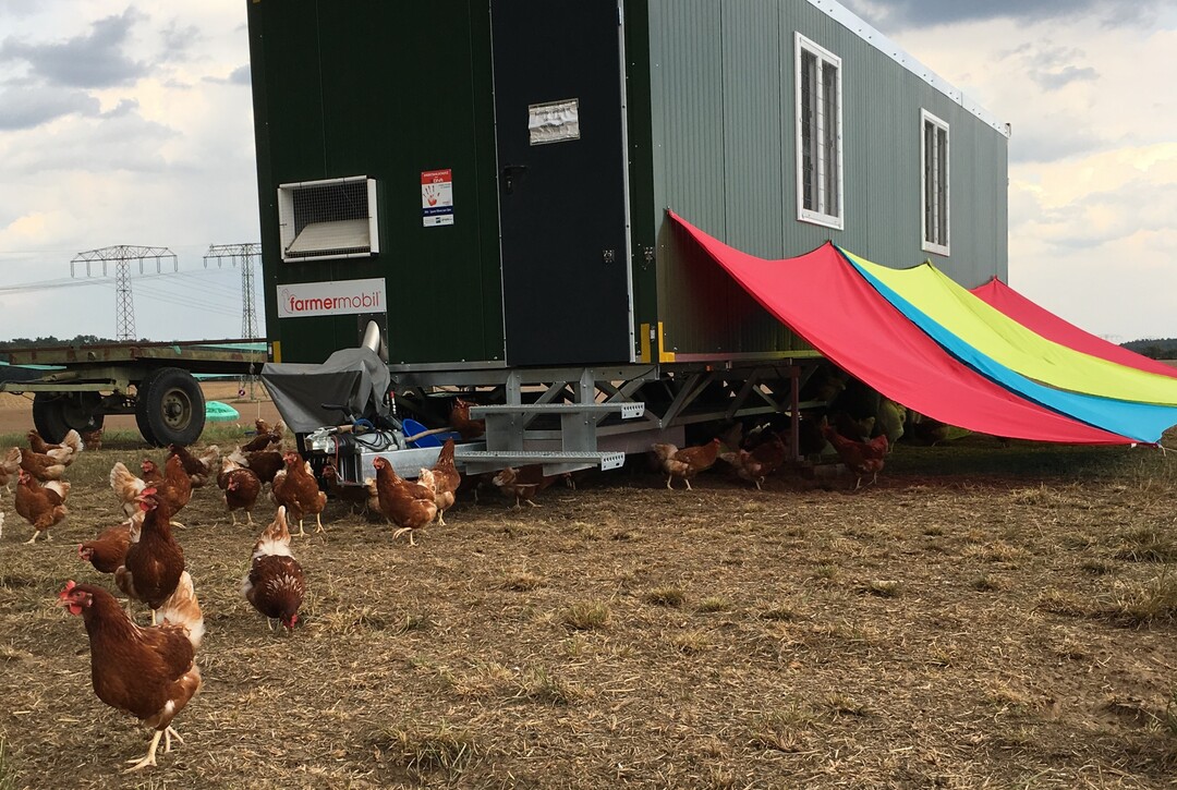 Seit dem 2. August 2018 gelten in Sachsen-Anhalt vereinfachte Regeln für die Zulassung von mobilen Hühnerställen.