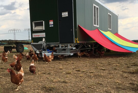 Seit dem 2. August 2018 gelten in Sachsen-Anhalt vereinfachte Regeln für die Zulassung von mobilen Hühnerställen.