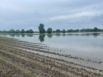 In Rheinn�he, vor allem n�rdlich von Baden-Baden bis Mannheim, sind zahlreiche Fl�chen gro�fl�chig
 �berflutet. Kleinere �berflutungen in Senken sind sehr weit verbreitet.