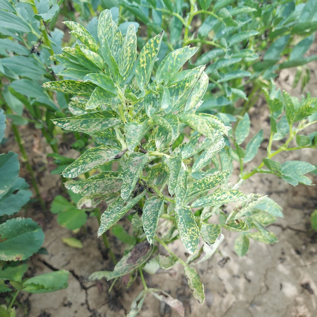 Nanonvirenbefall bei Ackerbohnen in Tailfingen.