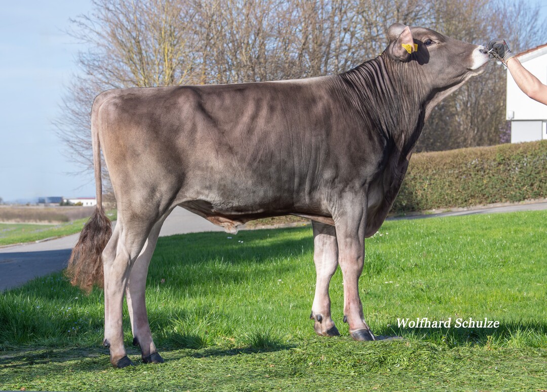 Narziss ist der erste verf�gbare Sohn von Nabucco. Der Bulle wurde von Alfons Kreisle in Wangen gez�chtet.
