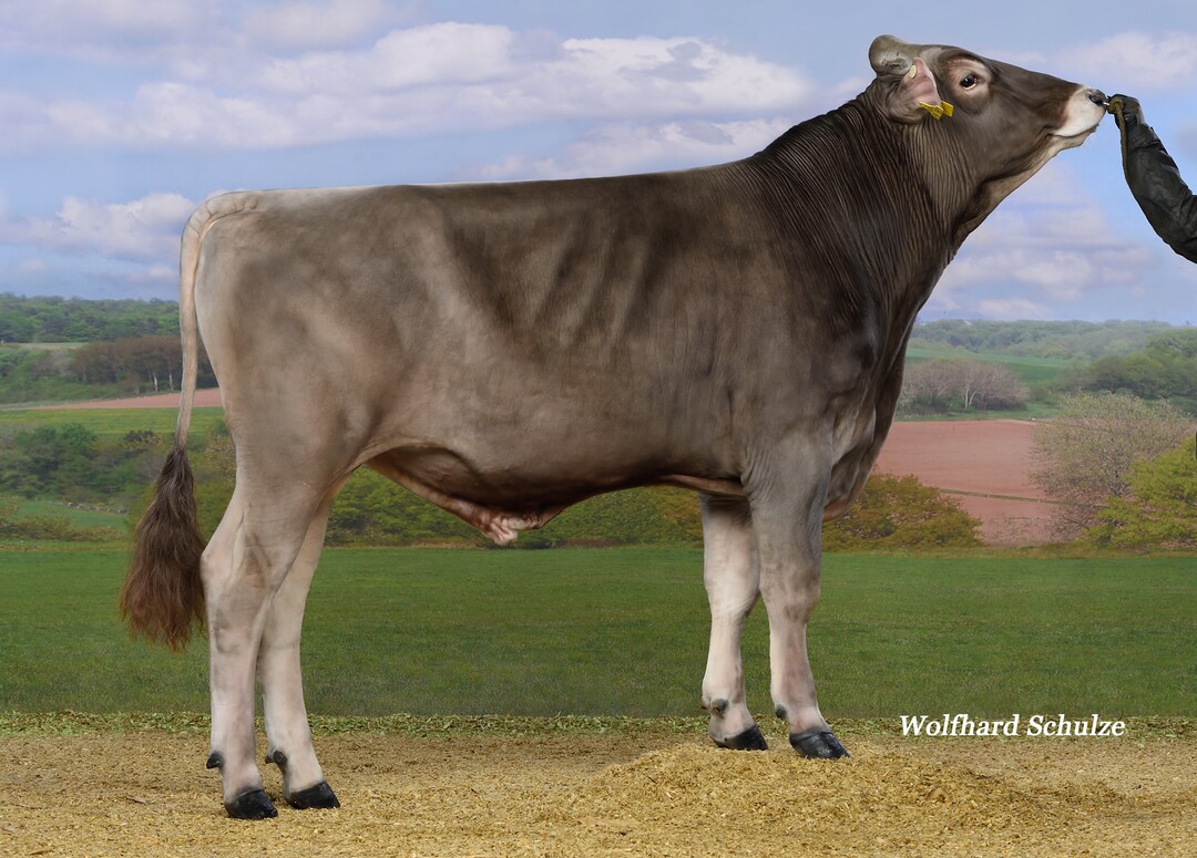 Der Naturel-Sohn bietet ine interessante Alternative und wurde von Brigitte Loritz in Wangen im Allgäu gezüchtet.