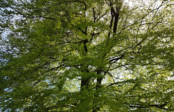 Mit einem Natura 2000-Gebietsmanager will man die Forstbetriebe unterstützen und die Naturschutziele erfolgreich im Wald umsetzen. Damit erfüllt Baden-Württemberg dann auch die Vorhaben der EU an Natura 2000.