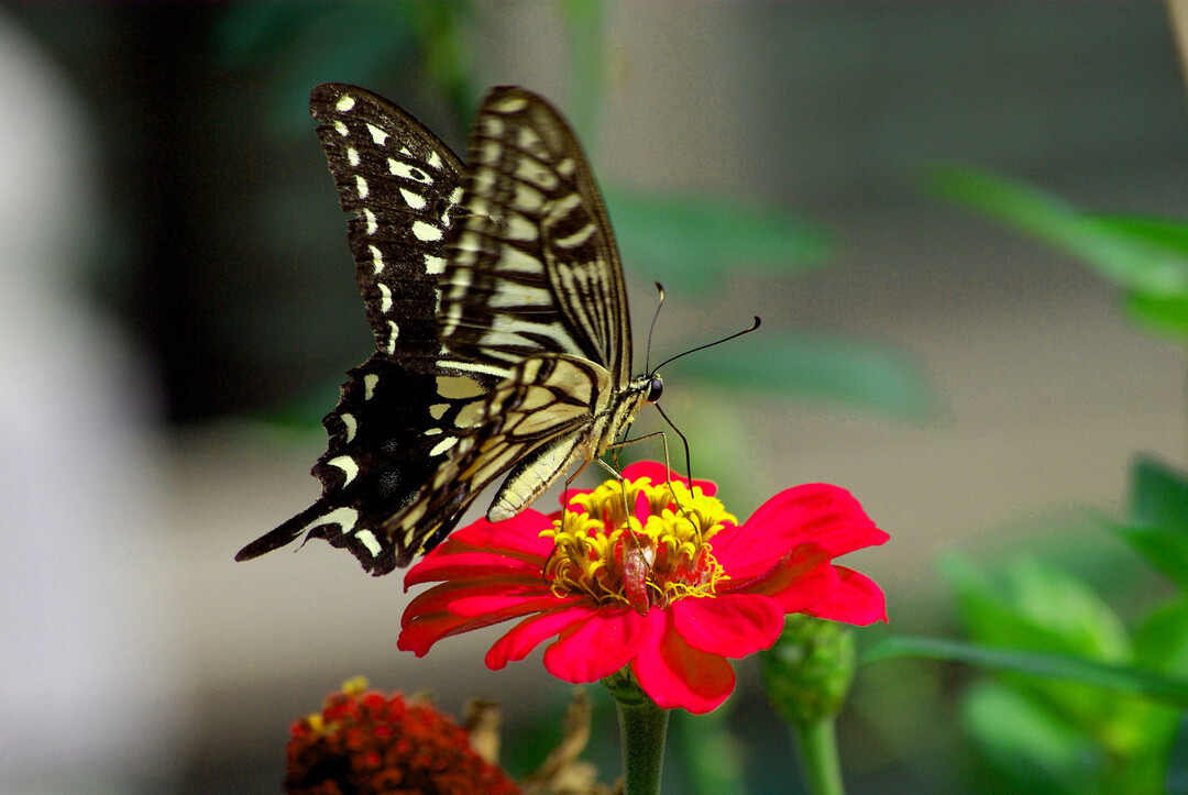 Insekten, wie Schmetterlinge, finden in den Bl�hstreifen einen Lebensraum.
