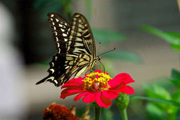 Insekten, wie Schmetterlinge, finden in den Bl�hstreifen einen Lebensraum.