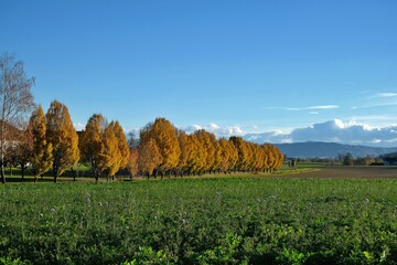 Baumreihen am Feldrand k�nnen zum Beispiel bei heftigen Regenf�llen im Herbst N�hrstoffe vor Auswaschung in Grund- und Oberfl�chengew�sser sch�tzen.