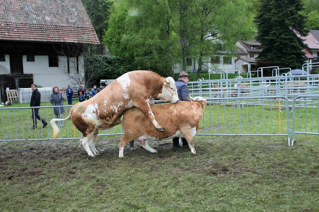 Natursprung: Keine Hinterwälderschau ohne Natursprung. Der Siegerbulle deckte die Mutterkuh Reservesiegerin Gretel von Florian Hamma aus Fridingen.