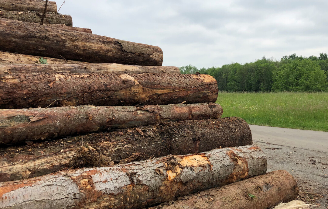 Im Vergleich zum Vorjahr sind bereits 100. 000 Festmeter mehr Borkenk�ferholz angefallen. Den durch jahrelangen Wassermangel geschw�chten B�umen f�llt es zunehmend schwerer, sich gegen die Angreifer zu wehren.