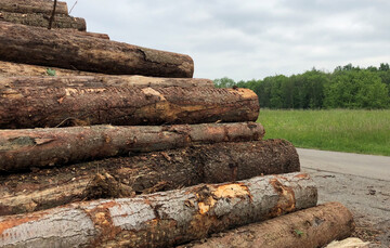 Im Vergleich zum Vorjahr sind bereits 100. 000 Festmeter mehr Borkenk�ferholz angefallen. Den durch jahrelangen Wassermangel geschw�chten B�umen f�llt es zunehmend schwerer, sich gegen die Angreifer zu wehren.