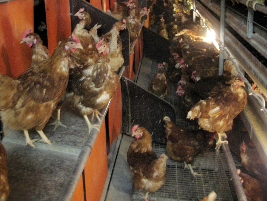 Hühner suchen bevorzugt Ecken auf, um ihre Eier zu legen. Eine Unterteilung vor den Nestern schafft mehr Ecken.