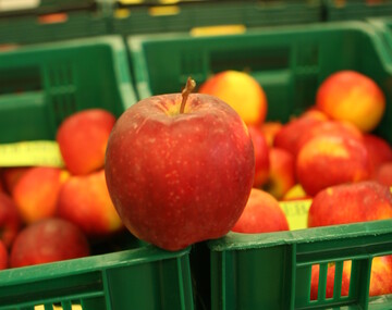 Um jeweils zwei Prozent soll laut Prognosen der WAPA die Apfel- und Birnenmenge in dieser Kampagne auf der S�dhalbkugel steigen. 