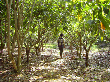 Kakao z�hlt zu den tropischen "cash crops", profitiert jedoch enorm von nat�rlicher Sch�dlingskontrolle durch V�gel und Flederm�use.