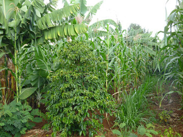 Mais, Bananen, Futtergras und eine Kaffeepflanze: Kleinb�uerliche Produktionssysteme in Afrika sind oft sehr vielf�ltig.