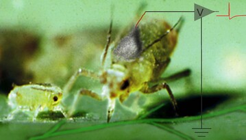 Blattl�use stechen zielgenau in die Siebr�hren der Pflanzen. Mit ihnen als Bio-Elektroden lassen sich die elektrischen Str�me messen, die dort flie�en.