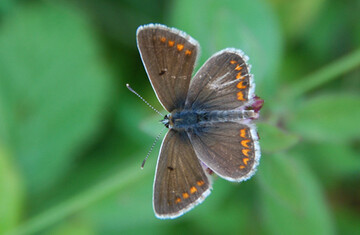 Die Beobachtung �ber 200 Jahre best�tigt den allgemeinen Trend, dass spezialisierte Schmetterlingsarten stark r�ckl�ufig sind, obwohl im Fokus des Naturschutzes.