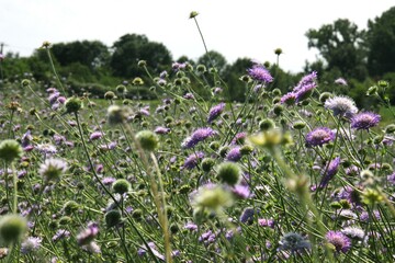 Die Acker-Witwenblume (Knautia arvensis) zeigt ausgeprägte genetische Unterschiede zwischen Nord- und Süddeutschland und zusätzlich noch regionale Anpassung.