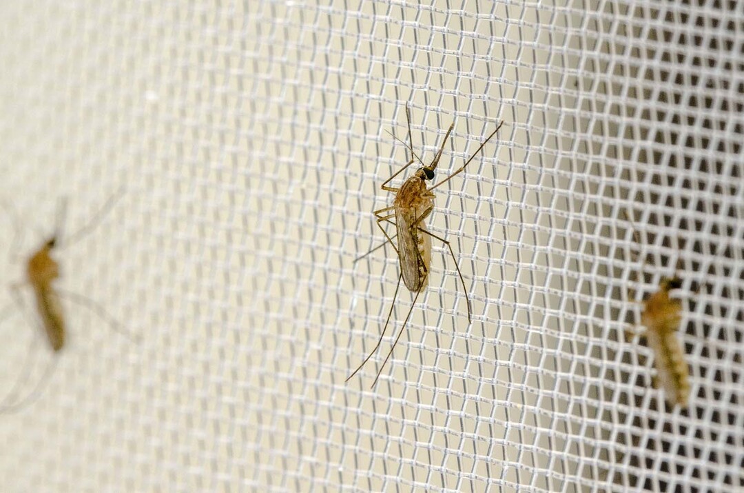 Auf Borrelien-Erreger untersucht: Die S�dliche Hausm�cke (Culex quinquefasciatus).