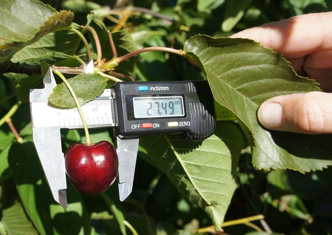Messung des Fruchtdurchmessers.