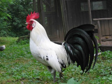 Ostfriesische M�we - eine von zw�lf H�hnerrassen der Genreserve