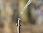 Die Hauptknospe eines Ahorn-Bäumchens wurde abgeschnitten. Auf die Schnittstelle wird mit einer Pipette Rehspeichel aufgetragen.