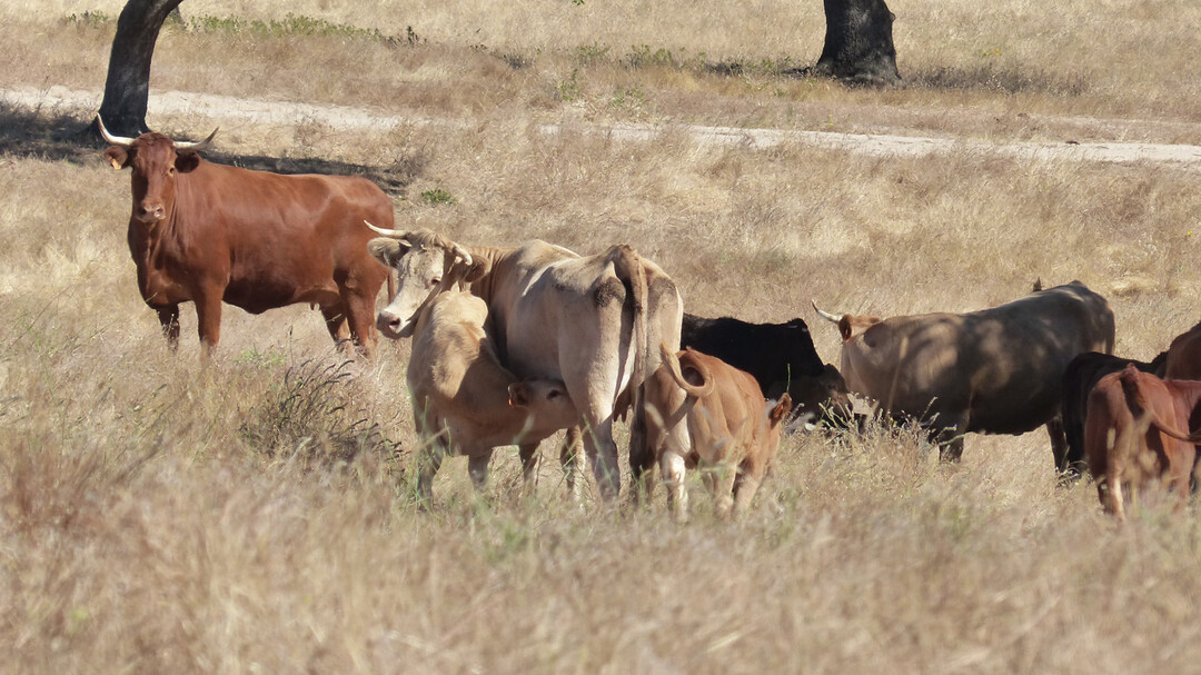 Suckler-K�he in der andalusischen Dehesa