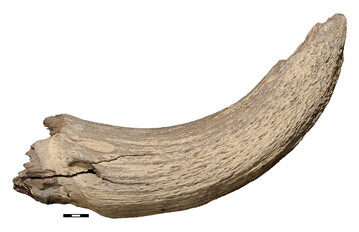 �ber 45.000 Jahre alter rechter Hornzapfen eines weiblichen Steppenbisons von Langsdorf bei Tribsees (Mecklenburg-Vorpommern).